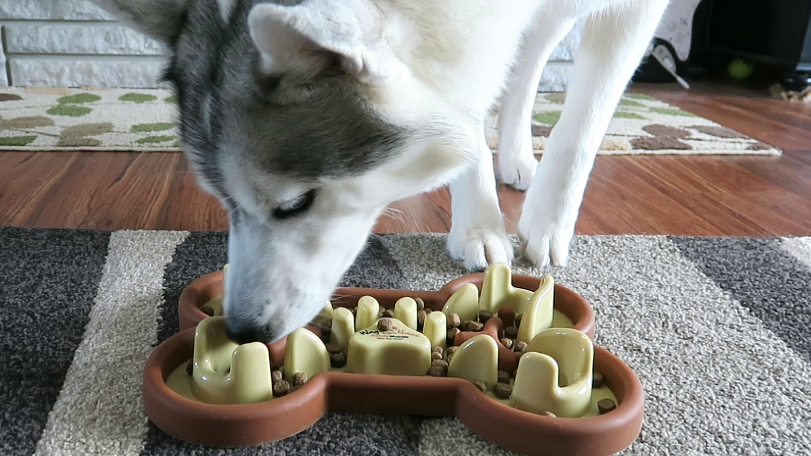 merle dapple dachshund