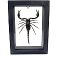 Real Exotic Poisonous Scorpion – Preserved Taxidermy Collection Framed in a 3D Wooden Frame as Pictured Taxidermy (Transparent Background Black Wooden Frame)