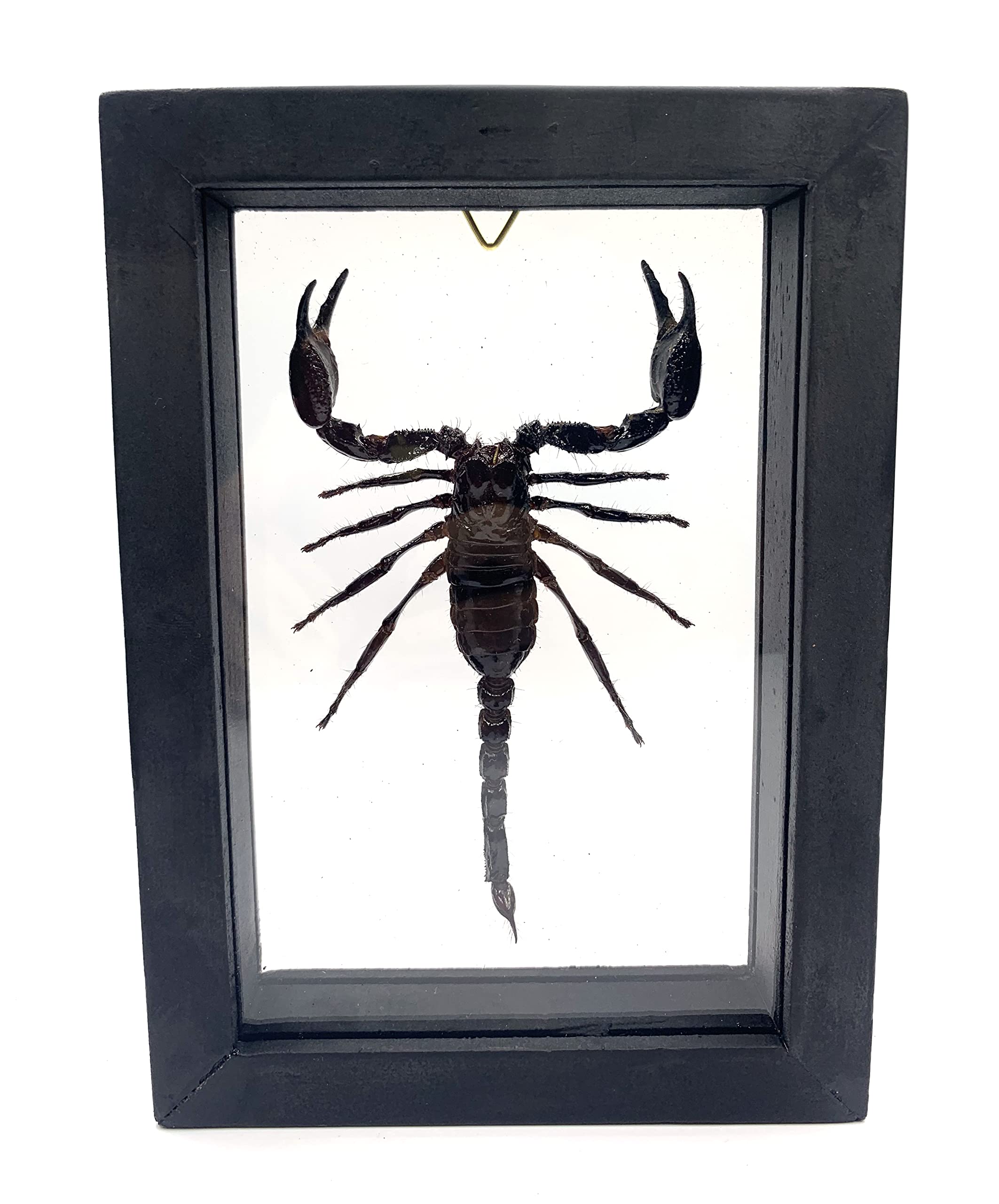 Photo 1 of Real Exotic Poisonous Scorpion – Preserved Taxidermy Collection Framed in a 3D Wooden Frame as Pictured Taxidermy (Transparent Background Black Wooden Frame)