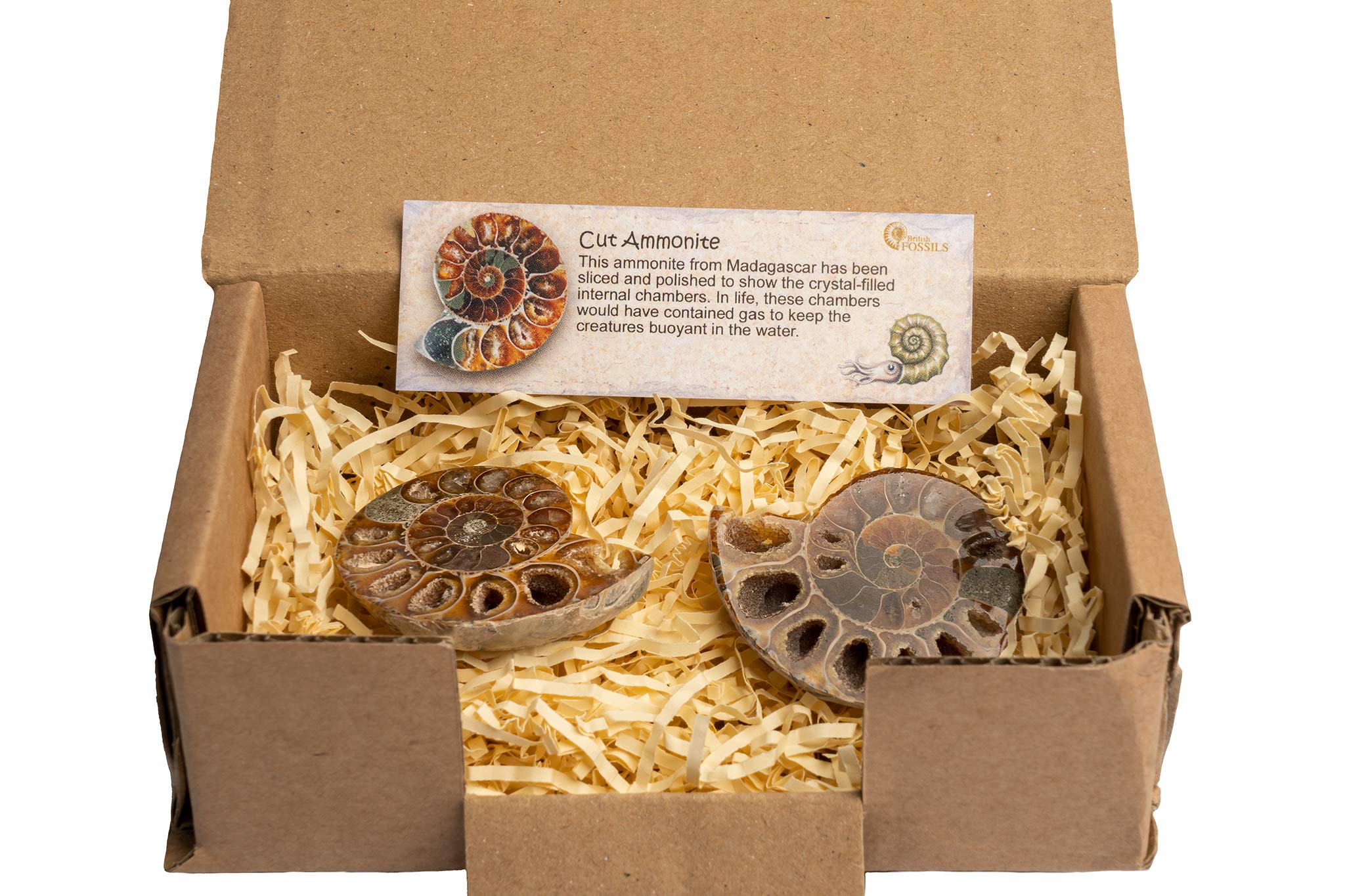 Genuine Madagascan Cut & Polished Ammonite Pair in Gift Box - 160 Million Years Old!