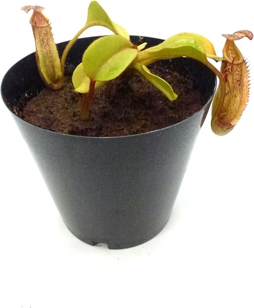 Amazon Co Jp 食虫植物 Nepenthes Maxima X Fusca X Veitchii ネペンテス マキシマ X フスカ X ビーチ ホーム キッチン