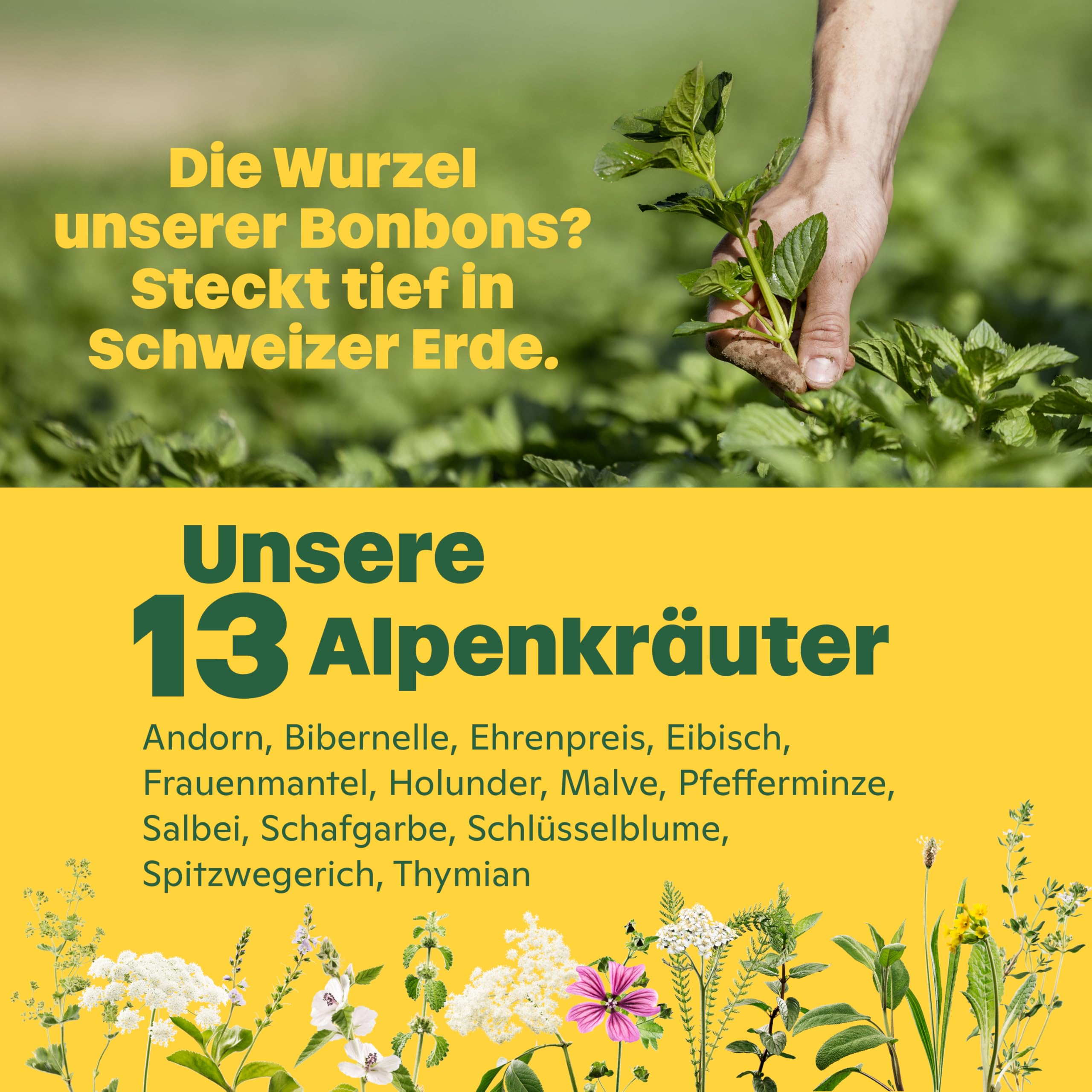 Ricola Original Kräuter, 75g Beutel Original Schweizer Kräuter-Bonbons mit 13 Schweizer Alpenkräutern, zuckerfrei, 1 x 75g, vegan 6