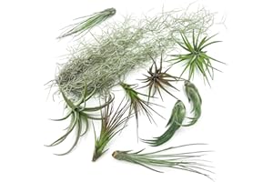 ragnaroc Live Air Plants - Tillandsia Gift Box TOR Variety Pack - 10 Count Large, 4-10 inches – Live Indoor Plants & Live 15 inch Spanish Moss – Live Plants for Home décor, Live Arrival Guaranteed