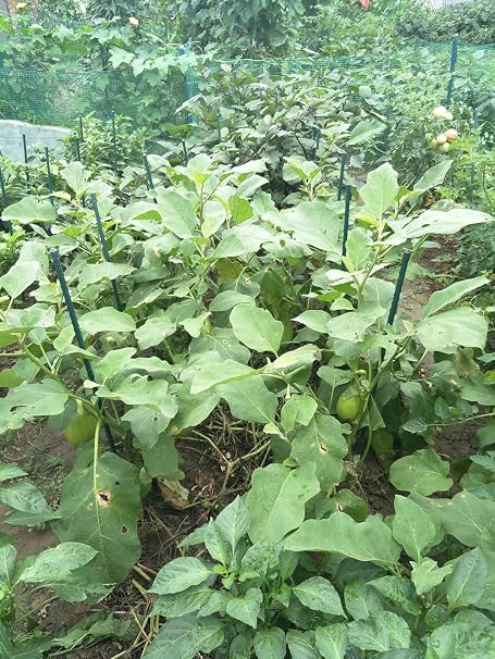 tingyuan jardín estacas acero planta Stakes: Amazon.es: Jardín