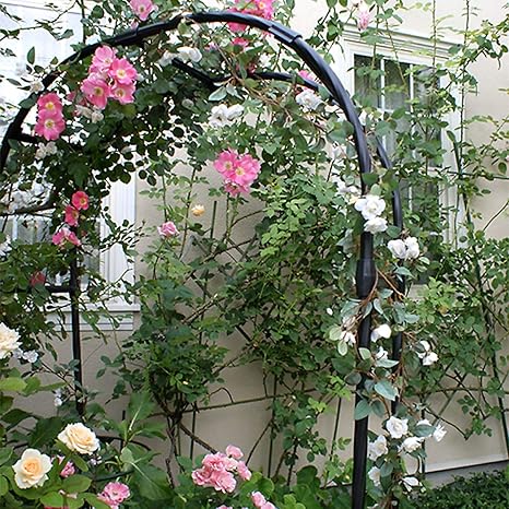 Amazon Co Jp 錆び ない ガーデンアーチ バラ フラワーアーチスチール 樹脂 パーゴラ 薔薇 ばら菜園 園芸 ガーデニング用品 幅1cm 150cm 180cm 210cm 高さ240cm ホーム キッチン