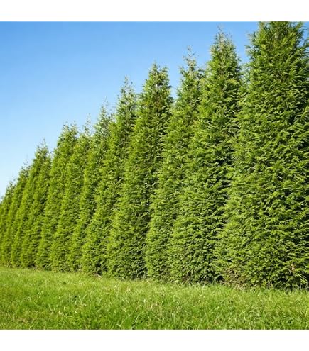 japanische stechpalme pflanzen Japanische Stechpalme Fastigiata - Ilex crenata fastigiata