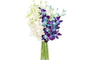 DELIVERY by Tue, 02/20 Guaranteed IF Order Placed by 02/19 Before 2PM EST. KaBloom Valentine's PRIME NEXT DAY DELIVERY - Bouquet of Blue and White Orchids for Birthday, Valentine, Mother’s Day Flowers