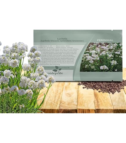 Amazon.com : 100 White Lychnis Coronaria Alba (White Rose Campion