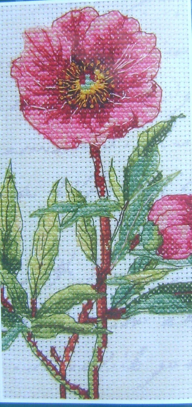 Counted Cross Stitch Kit 16 x 8cm Paeonia anomela - contains aida fabric, with printed script background, embroidery thread, chart, needle & full instructions
