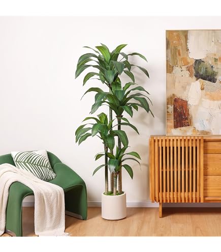 bird's nest fern leslie Buy Bird Nest Fern Plant