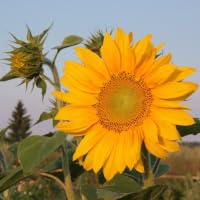 SunFolw