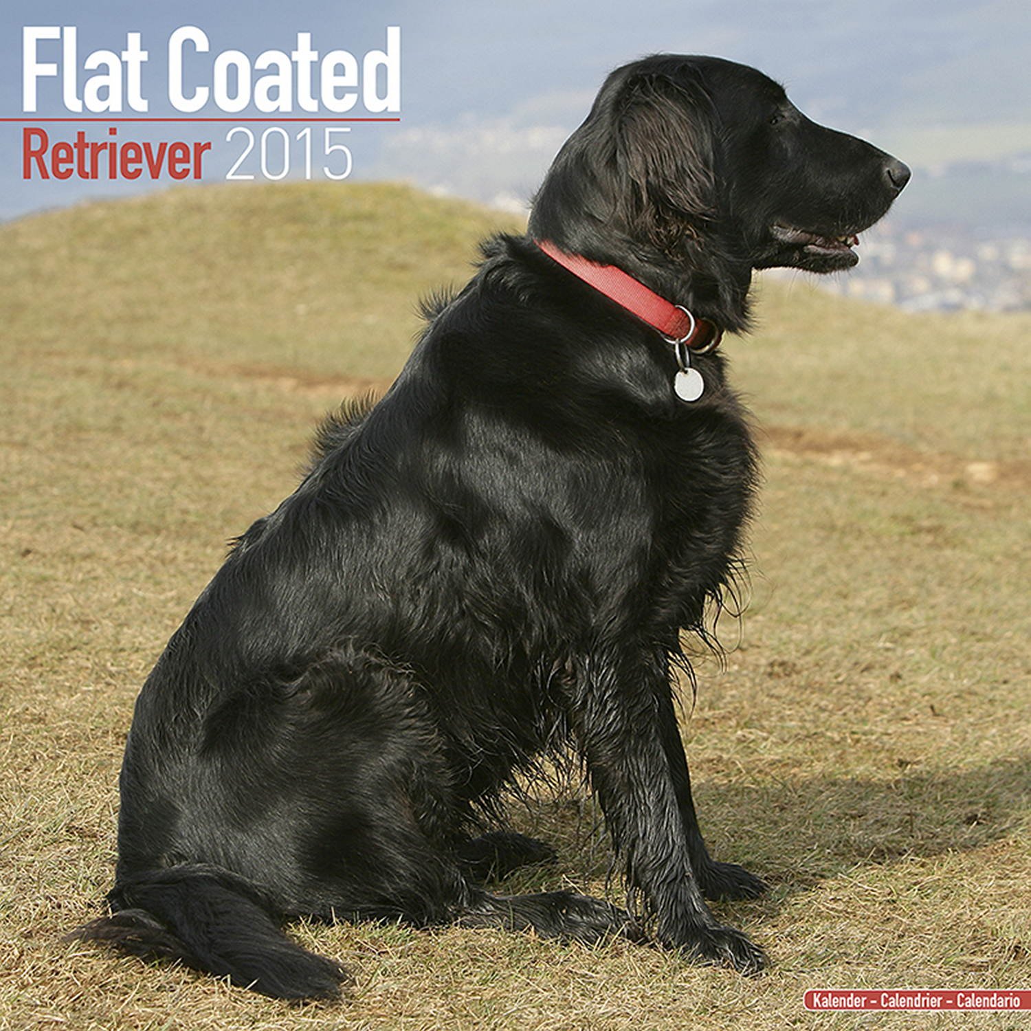 flat coated retriever cost