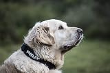 Julius-K9 Color and Gray Collar with Handle 50 mm Black-Gray 49-70 cm view 6