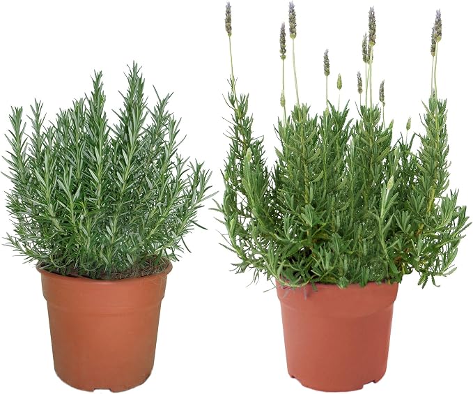 Pack 1 Lavanda y 1 Romero Plantas Naturales En Maceta: Amazon.es ...