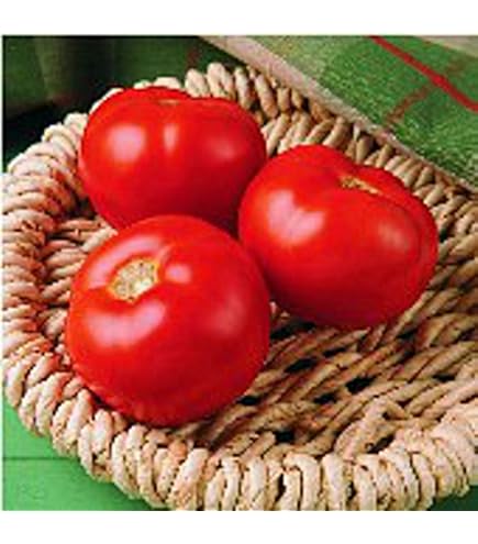 その他 Tomato Amazon.com : Florida 91 F1 Hybrid Tomato Seeds - Good yields