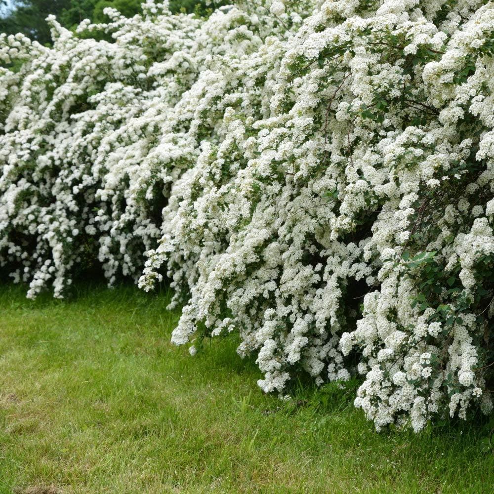 Cottage Hill Spirea 'Reeves' - 1 Piece Live Plant, White Blooms