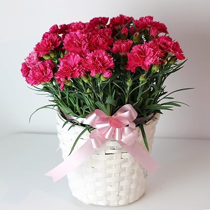 Amazon Co Jp M3 母の日ギフト プレミアムカーネーション 華やかピンク 5号鉢 マミーピンク 花鉢 育てるガーデンカーネーション ホーム キッチン
