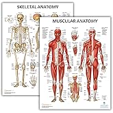 Anatomy Lab Human Anatomy Poster Set | 2 Laminated Charts of Muscular &amp; Skeletal Systems (17.3" x 22.5"), Perfect for Classroom