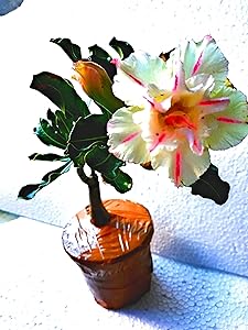 Raj Garden Plantsadenium Live Flower Plant, Desert Rose,