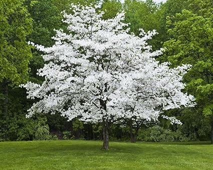 Image result for Flowering dogwood