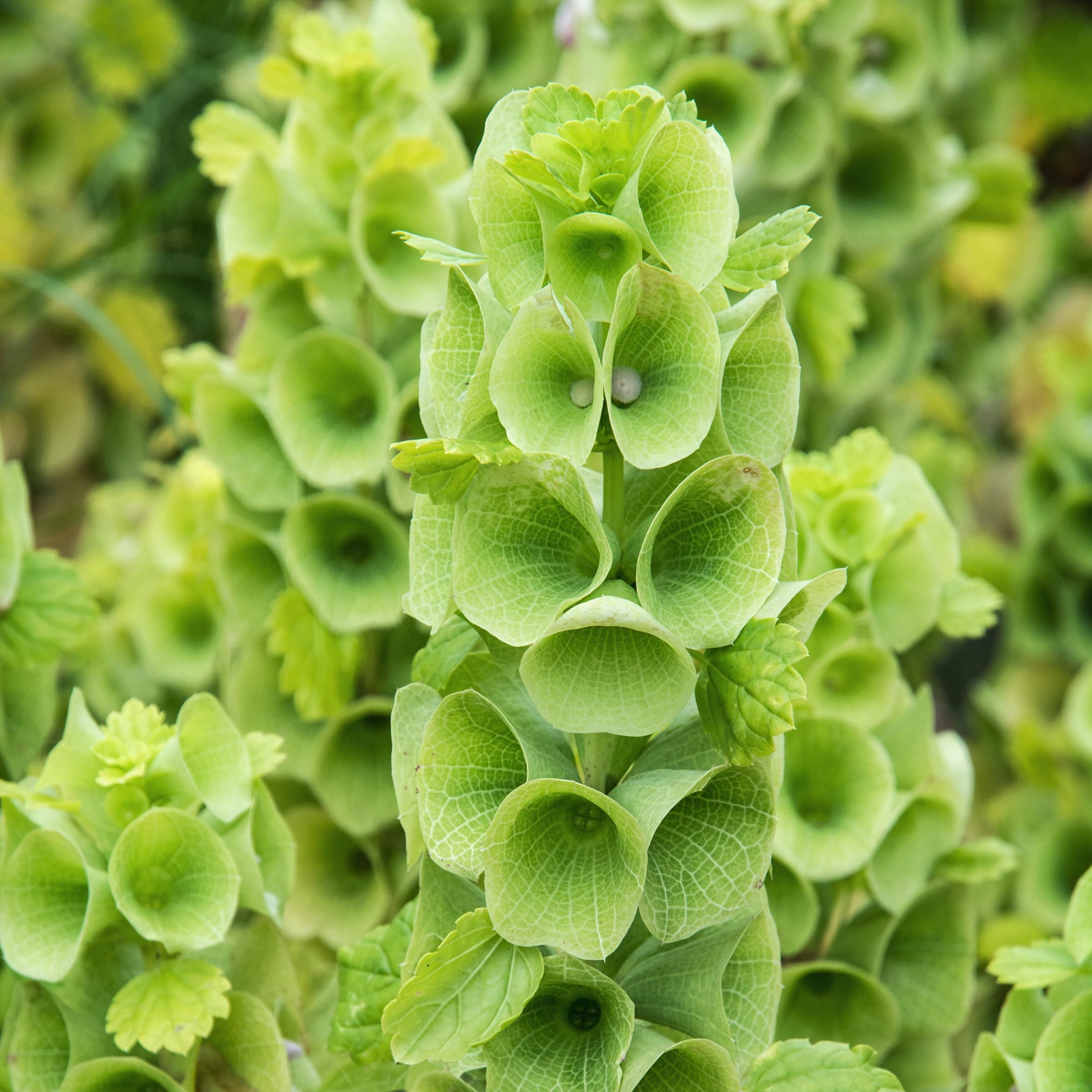 PREMIER SEEDS DIRECT - Bells of Ireland - 350 Finest Seeds