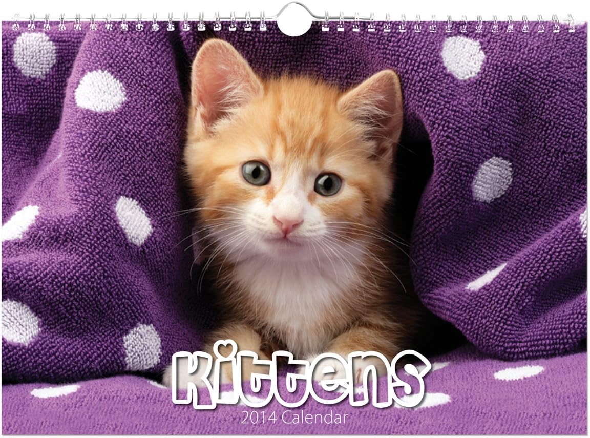 Day2Day Calendar A4 Landscape Family Orgainser Two Week to View Kittens