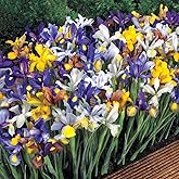 BRECK'S - Dutch Iris Bulbs, Dormant Spring Flowering Bulb Mixture, 50 Bulbs per Offer