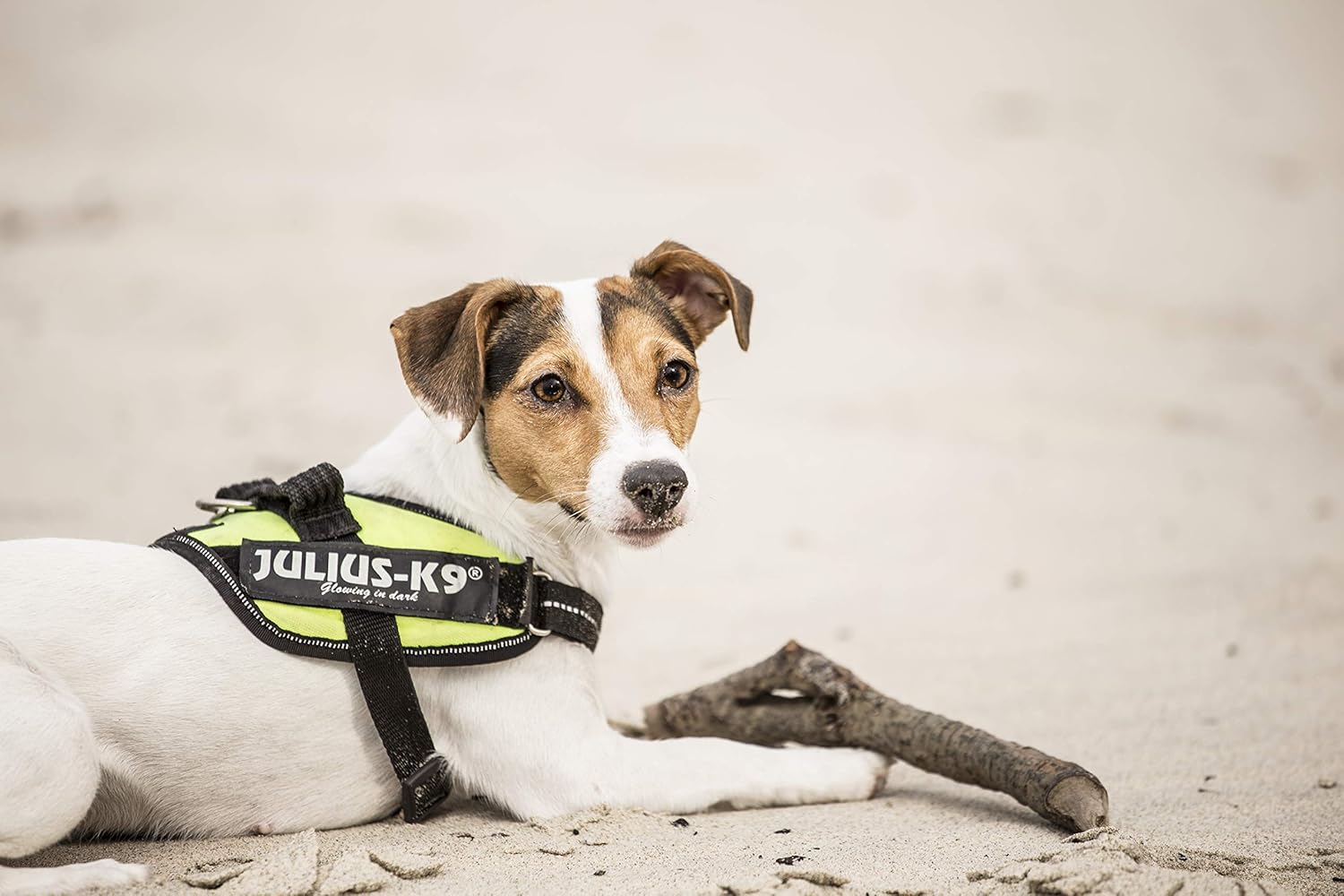 julius k9 jack russell size