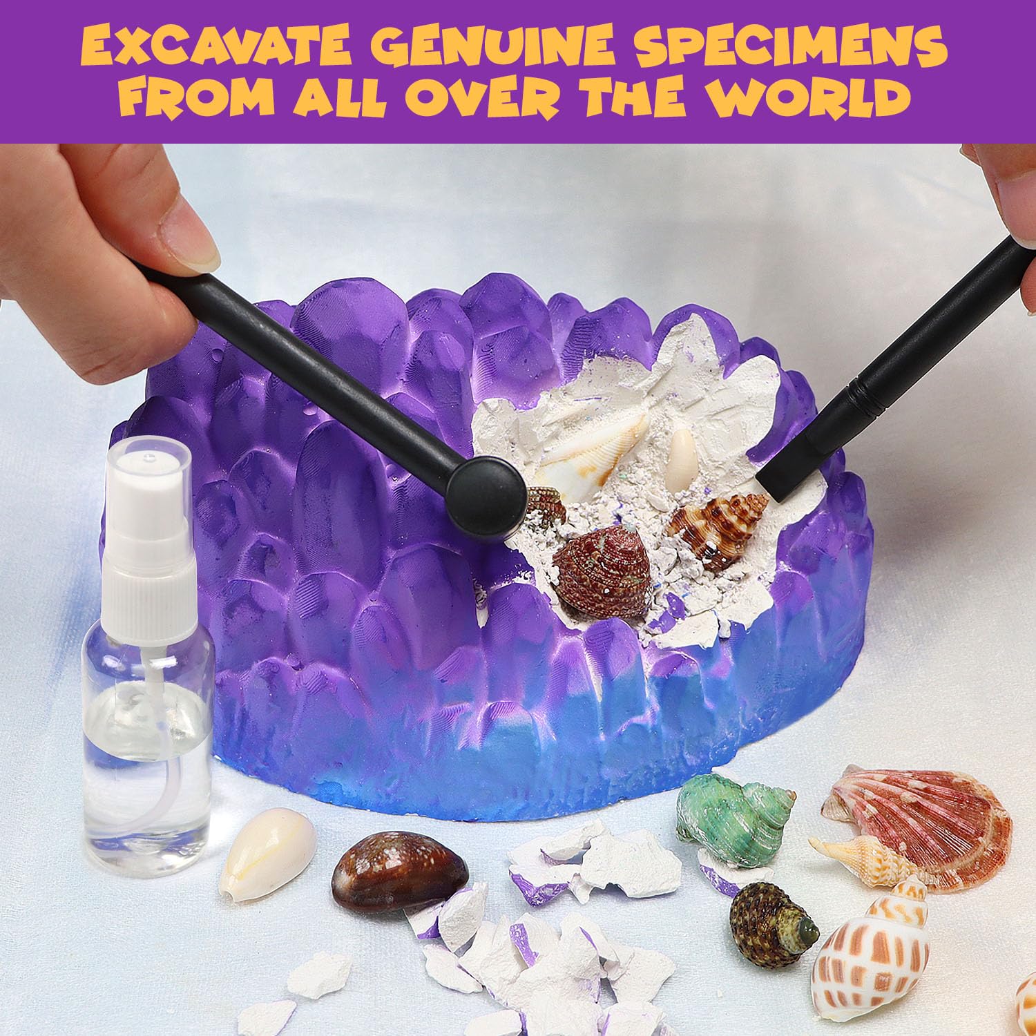 Ocean Fossil Dig Kit, Dig up 20+ Real Shells & Seasnails, STEM Educational Activity Set Sea Creatures Excavation Toy for Kids, Marine Biology Geology Science Kit, Gift for Boys and Girls Age 6+