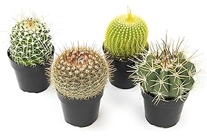 Altman Plants Assorted Cactus Collection 2.5" 4 Pack for DIY Succulent Gardens or Containers or Gifts