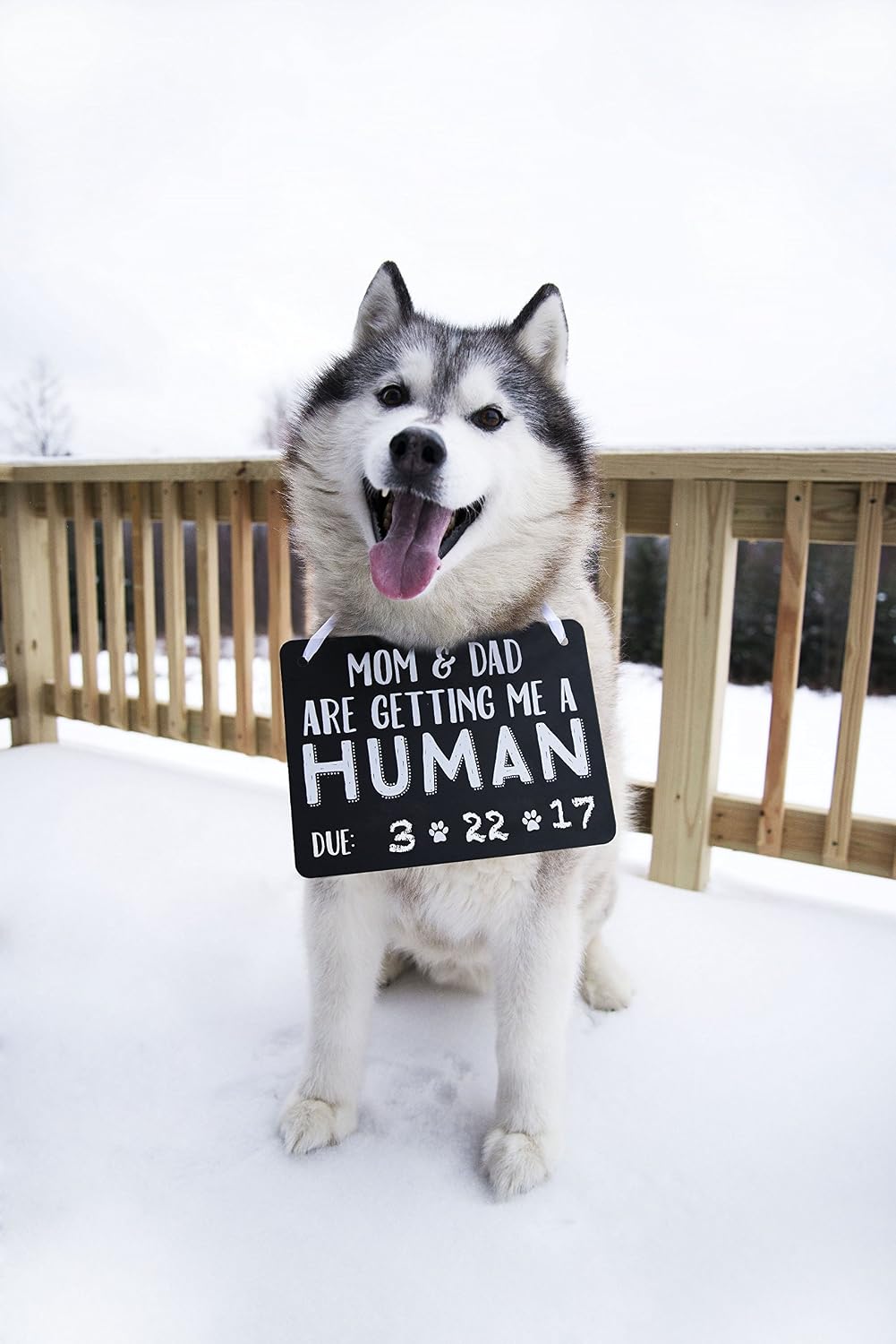 Let your pet do the job- 11 cute ways to announce your pregnancy -todaywedate.com Let your pet do the job - 11 cute ways to announce your pregnancy -todaywedate.com