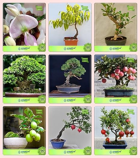 Creative Farmer Bonsai Suitable Seeds : Bonsai Suitable Plant Seeds For Home Decoration Combo Pongamia Pinnata (Indian Beech), Asoca Tree, Mahogany, Water Jasmine, English Walnut and Others -4 Packs