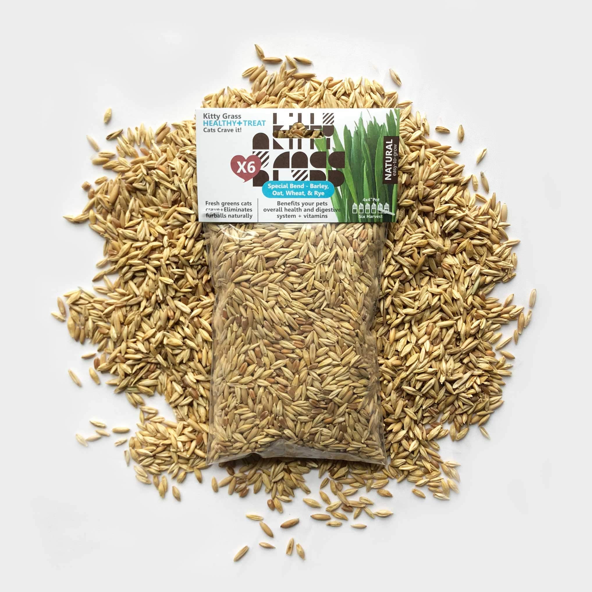 Priscillas Kitty Cat Pet Grass Seed Refill Pack Barley Oats Wheat And Rye 6 Oz Buy Online In India At Desertcart In Productid