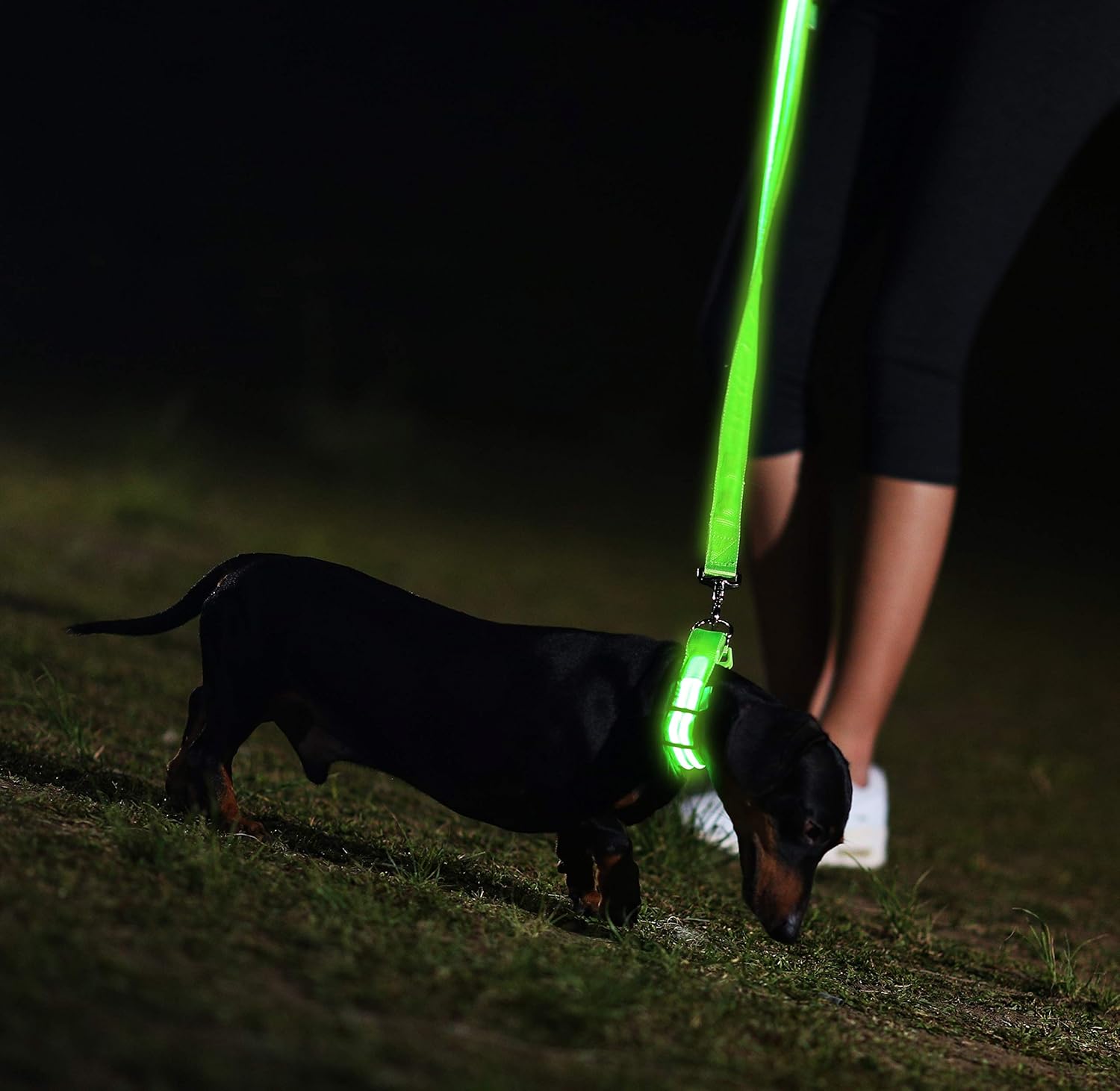 LED Dog Collar - USB Rechargeable - Available in 6 Colors & 6 Sizes - Makes Your Dog Visible, Safe & Seen : Pet Supplies