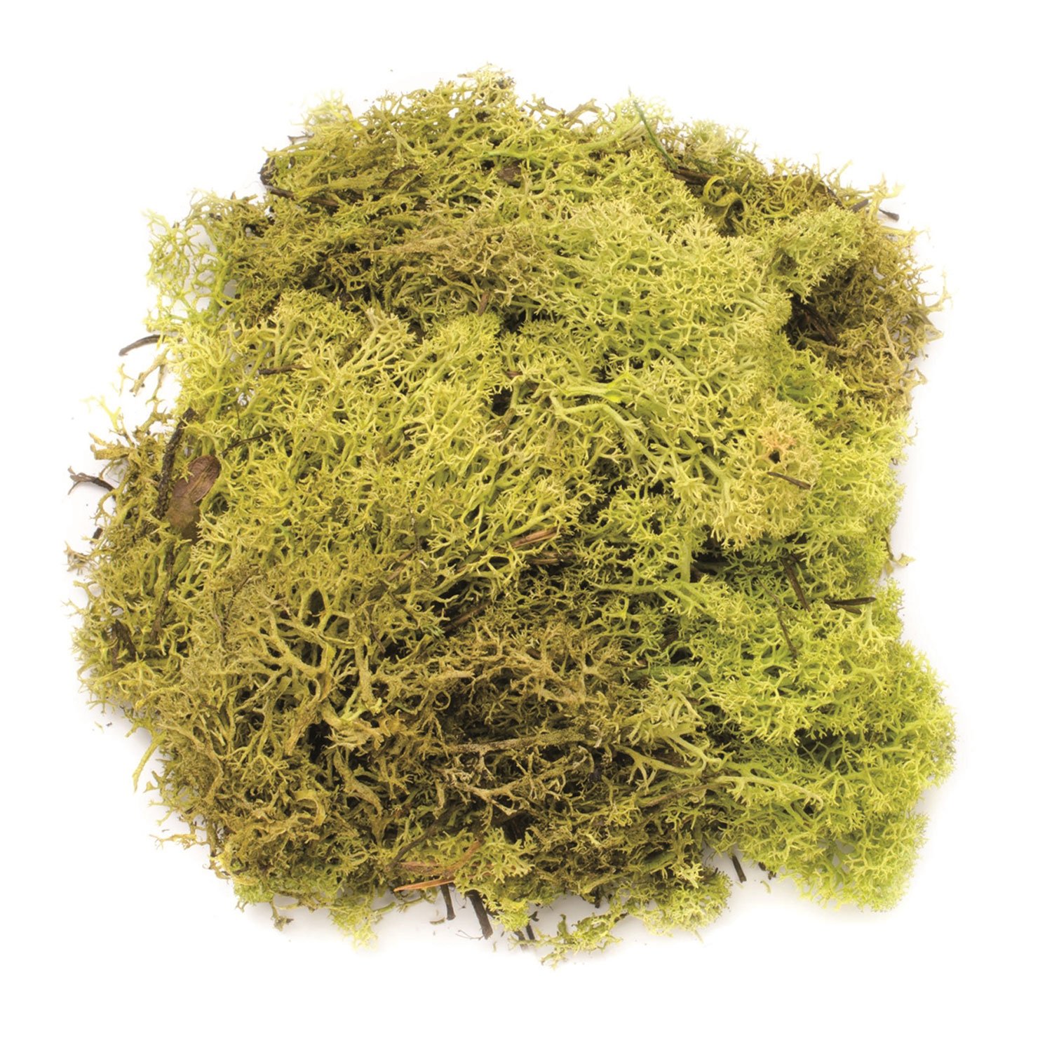 Glorex 6 3803 605 – 50 g Icelandic Moss, Green