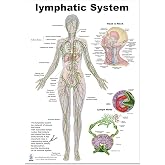 Blue Tree Publishing Lymphatic System Anatomical Chart 12"x17" &mdash; Human Body Lymph Nodes, Vessels &amp; Organs Poster for Medical, Nursing &amp; Biology Study, Clinic Patient Education