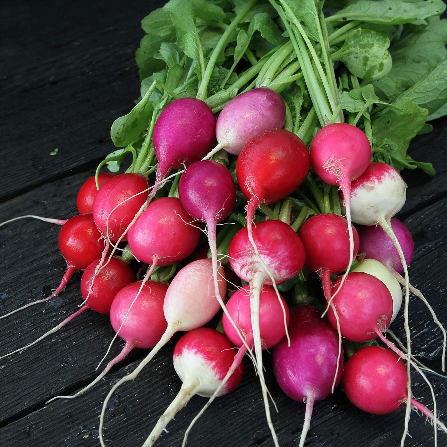 Organic Easter Egg Radish 1 LB 42,800 Seeds Organic