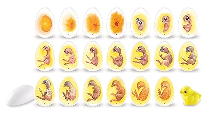 Learning Resources Chick Life Cycle Exploration Set