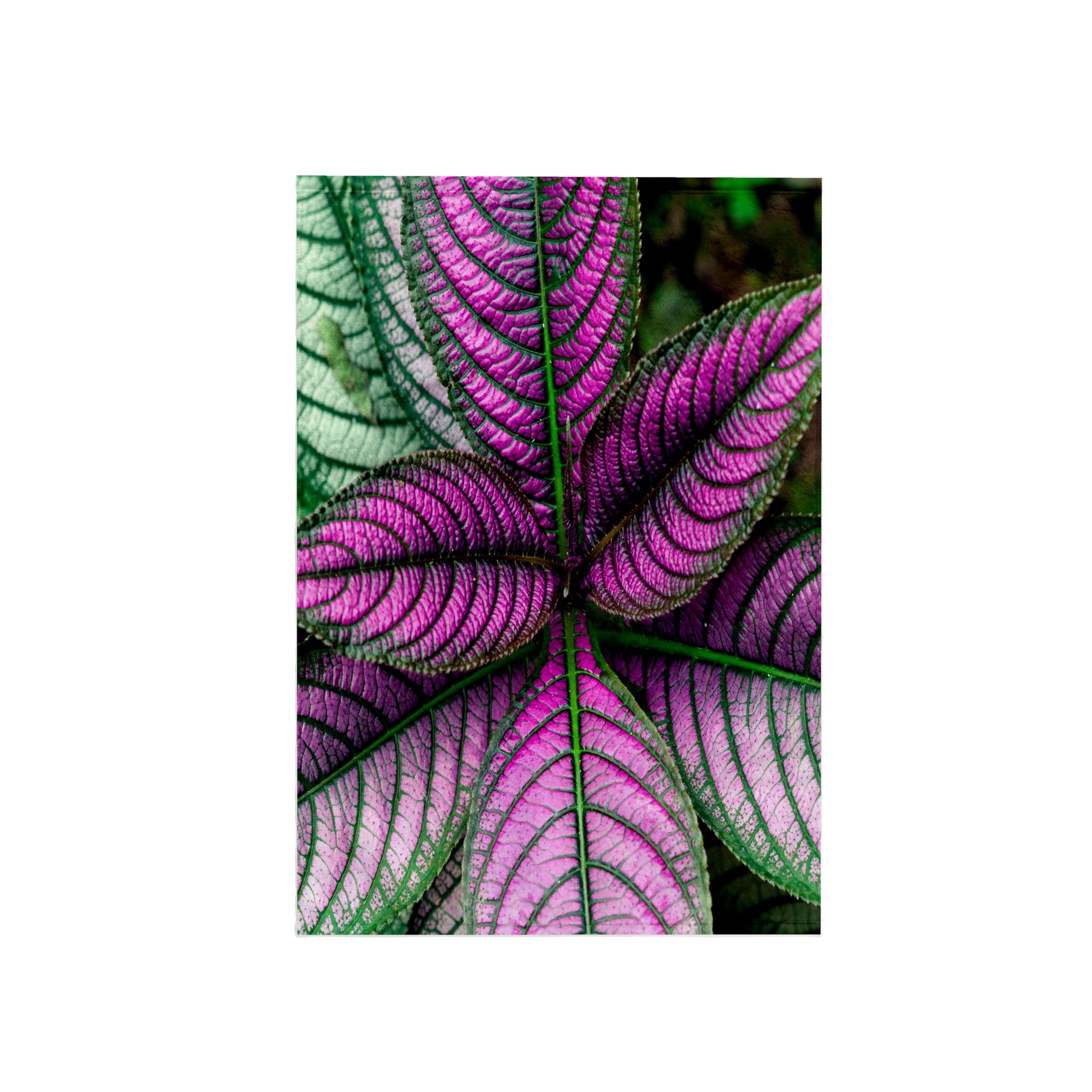 3dRose "Persian Shield Plant, Strobilanthes Dyerianus, Costa Rica Towel, Polyester/Cotton, Multi-Colour, 15 x 22-Inch