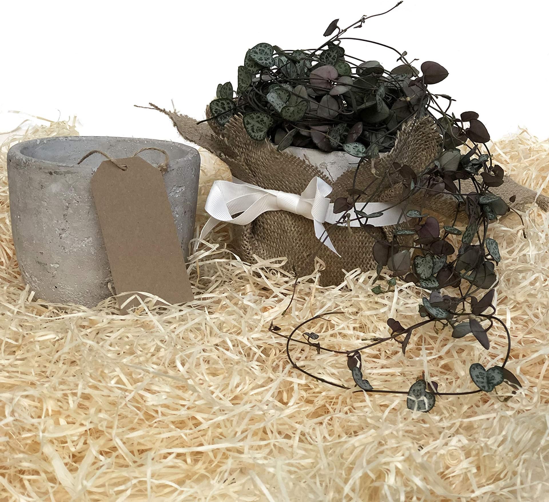 Plant Gift - String of Hearts (Ceropegia woodii) - Concrete Pot Included