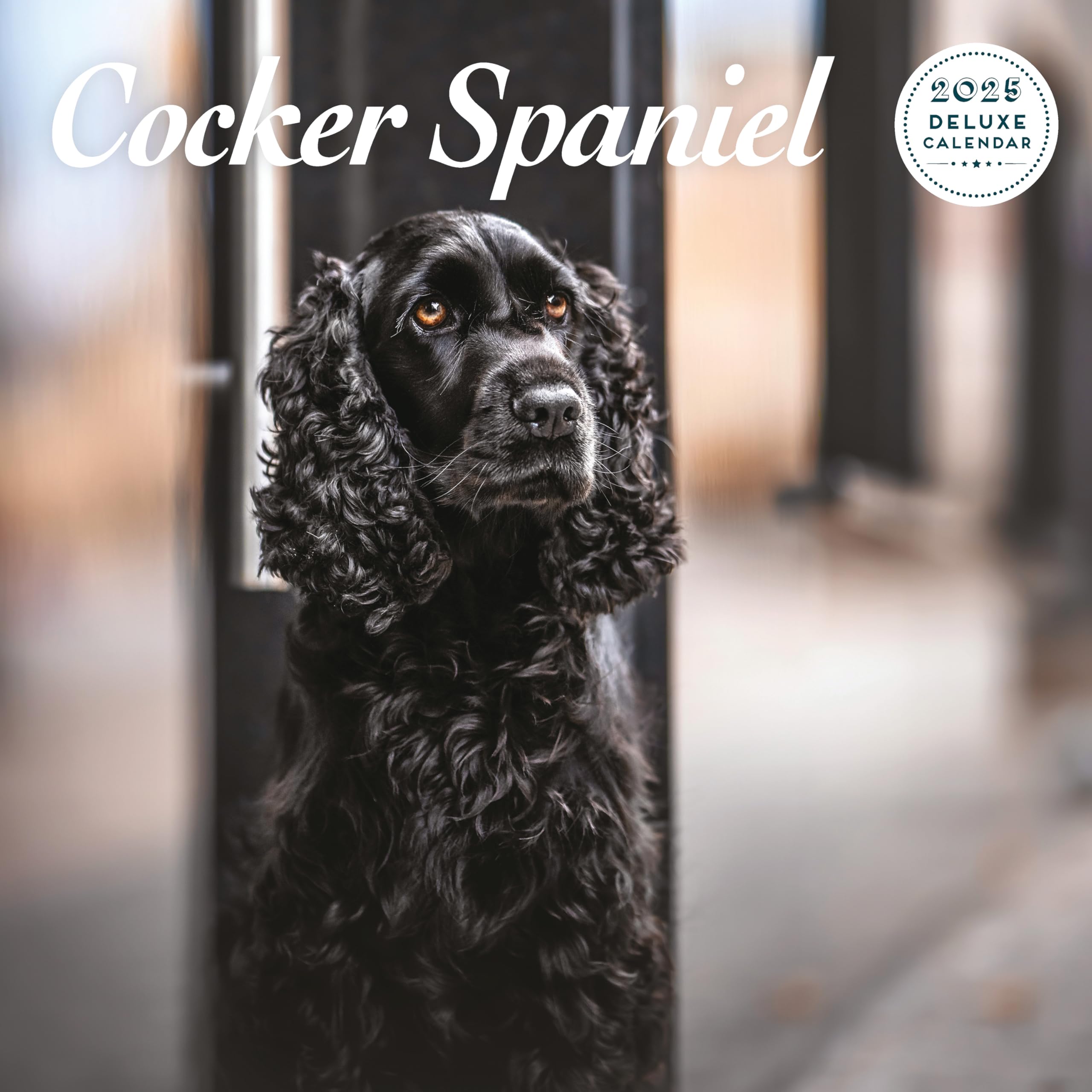 Cocker Spaniel 2025 Deluxe Calendar