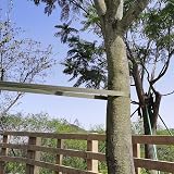 Shintop Tree Ties 65 Feet Heavy Duty Nylon Plant Supports Webbing Strap view 5