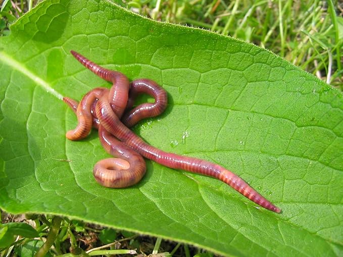 Kompostwurmer 1000 Stuck Eimer Kompost Starter Regenwurmer Eisenia Kompostwurm Lebend Aktiv Wurmer Fur Garten Kompostierung Kompost Komposter Wurmkomposter Wurmkiste Wurmfarm Komposttoilette Amazon De Garten
