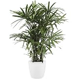 Plante Dintérieur De Botanicly Oiseau Du Paradis En Pot