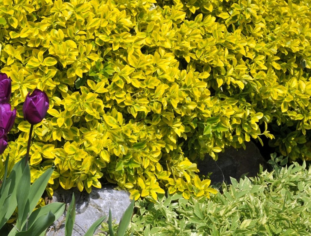 Cottage Hill 1 Piece Golden Euonymus Evergreen Plant 3 Quart