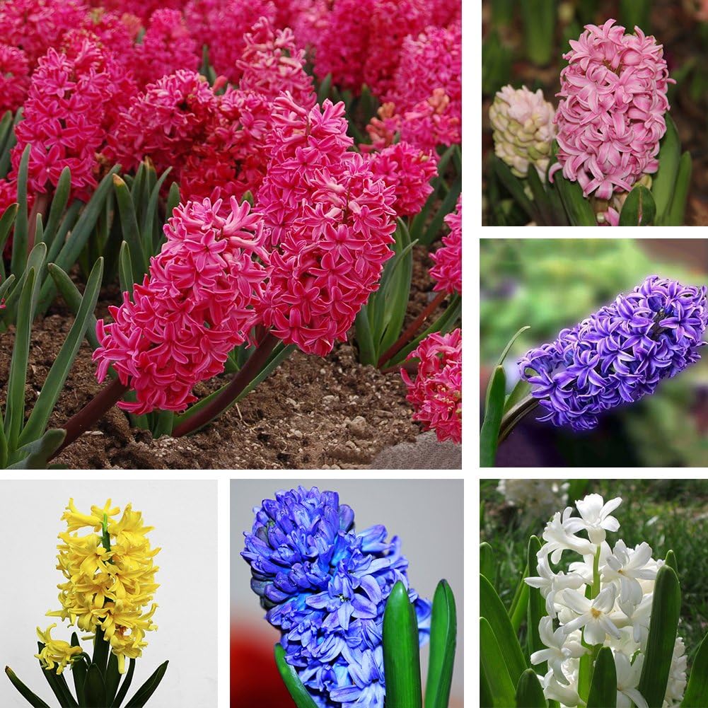 good01 300Pcs Hyacinth Flower Seeds | Home Garden Perennial Flower Plants Potted Bonsai Decor White