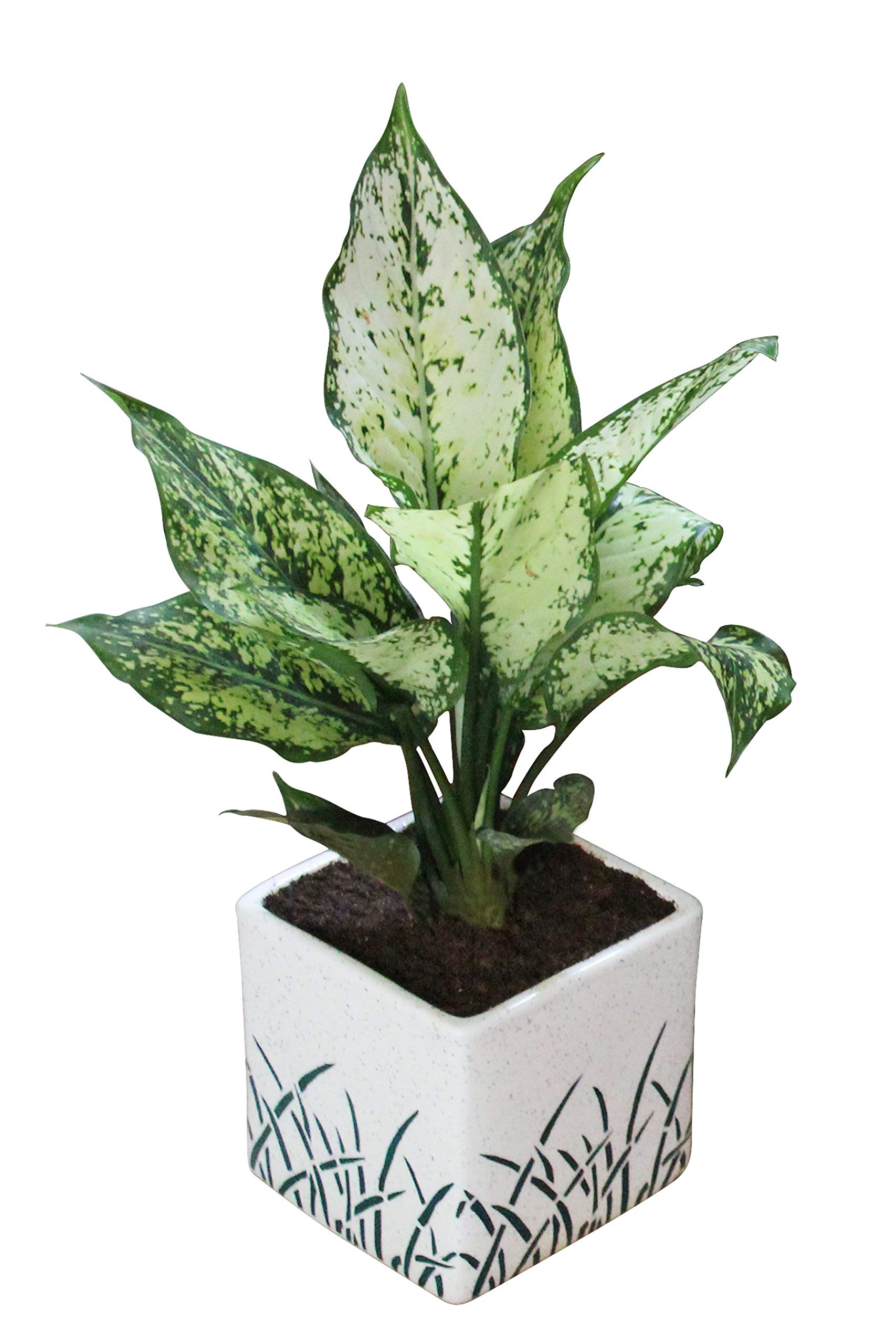 bonnie spider plant Bonnie Spider Plant 4in