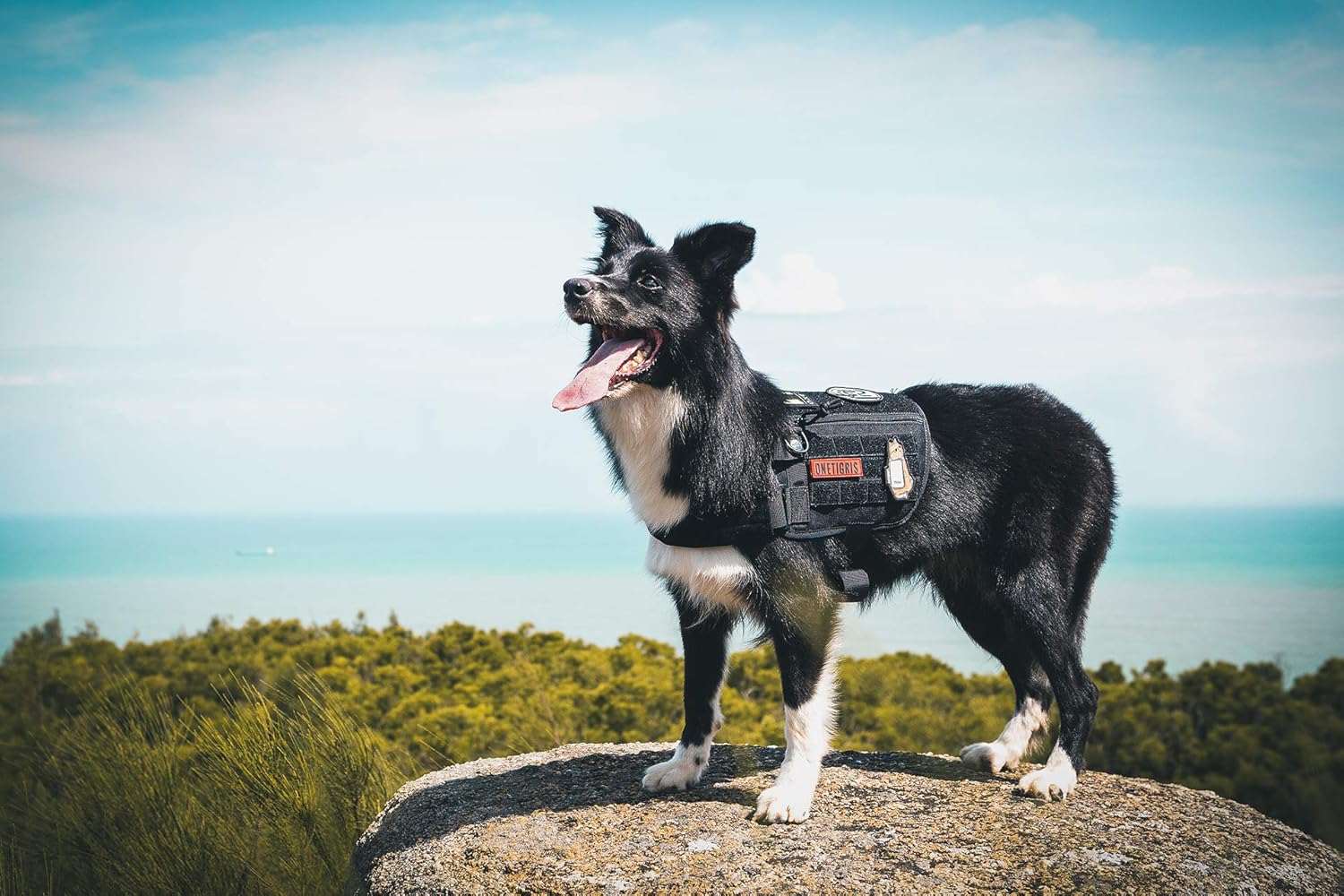 MEHRWEG Verpackung Apollo 09 Taktische Hundeweste Hunde