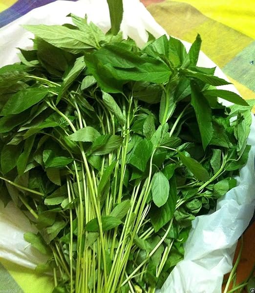 CUSHY 100 Semillas de Yute, egipcia espinaca, saluyot, Molokhia ...