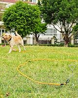 Joytale Training Leads for Dogs Padded Handle 5m 10m 15m 20m Orange 10M view 2